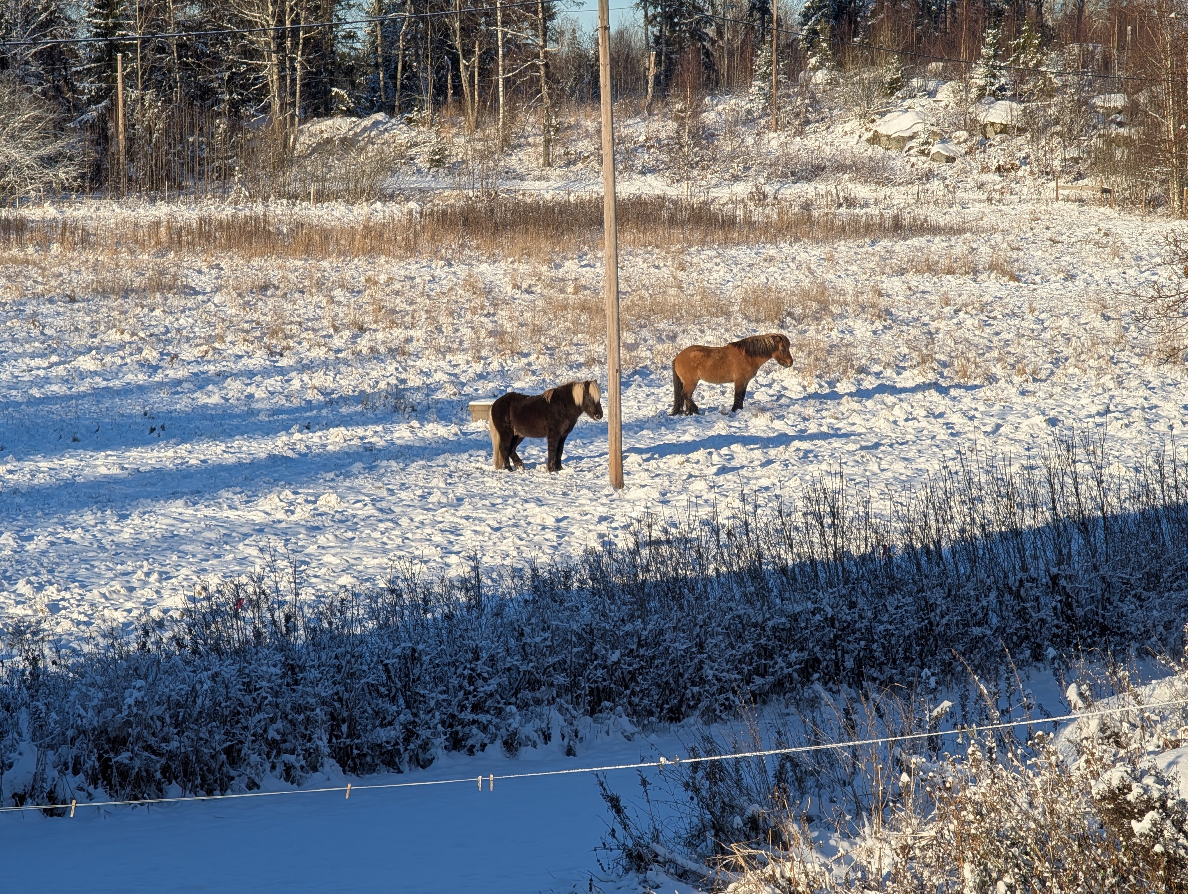 Hästarna har flyttat hit